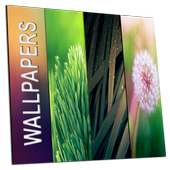 Wallpapers QHD on 9Apps