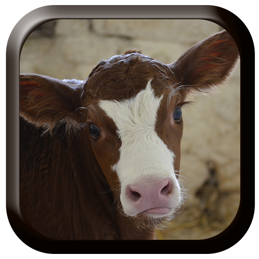 Cow Sounds icon
