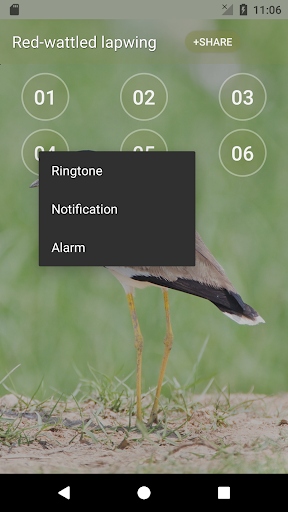 เสียงนกกระแตแต้แว้ด ริงโทน screenshot 2