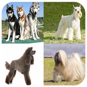 race de chien 2018 icon