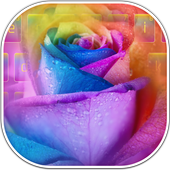 Colorful Rose Keyboard icon