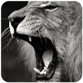 Lion roar sound icon