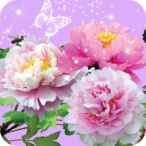 Flowers Wallpaper Best HD icon