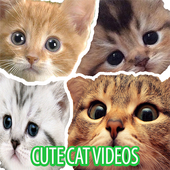 Cute Cat Videos icon