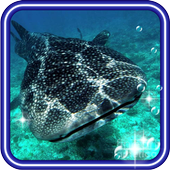 Sharks Grand Photo 2016 icon