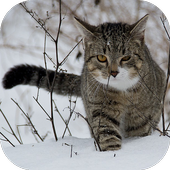 CatBG: Cat Wallpapers icon
