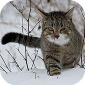 CatBG: Cat Wallpapers on 9Apps