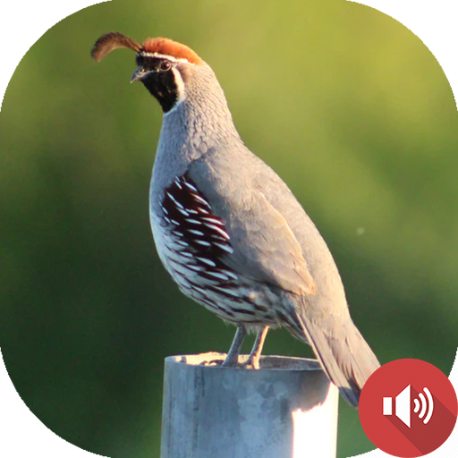 Quail Sounds icon