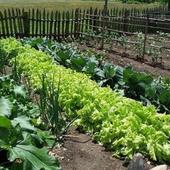 Natural Farming icon