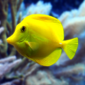 Aquarium live wallpaper (HD video animation) icon