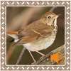 Hermit Thrush Birds Sounds on 9Apps