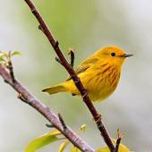 Yellow Bird Wallpapers HD icon