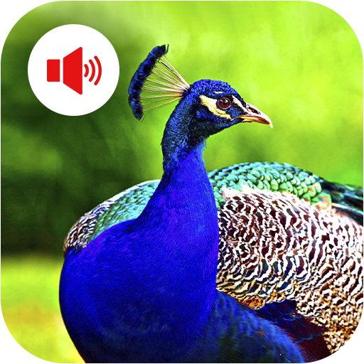 Animal Bird Sounds icon