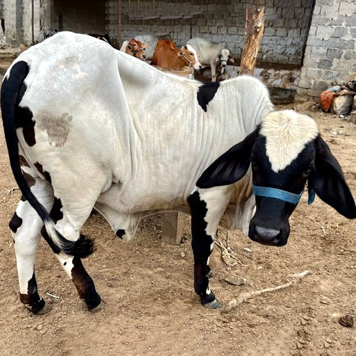 Trò chơi xe tải động vật icon