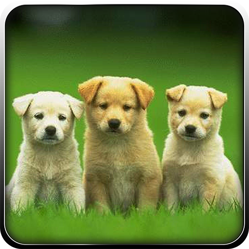 Pet Dog Simulator-Puppy Game icon