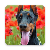 Doberman Pinscher Dog Wallpaper HD icon