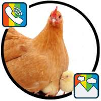 Hen sounds for Ringtones and Wallpapers on 9Apps