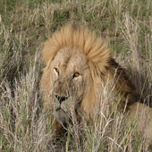 Wild Animals 2 FREE icon