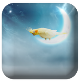 Bird Water Touch Lwp icon