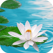 Lily on Water Live Wallpaper icon