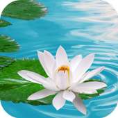 Lily on Water Live Wallpaper on 9Apps