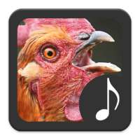 Chicken Sounds