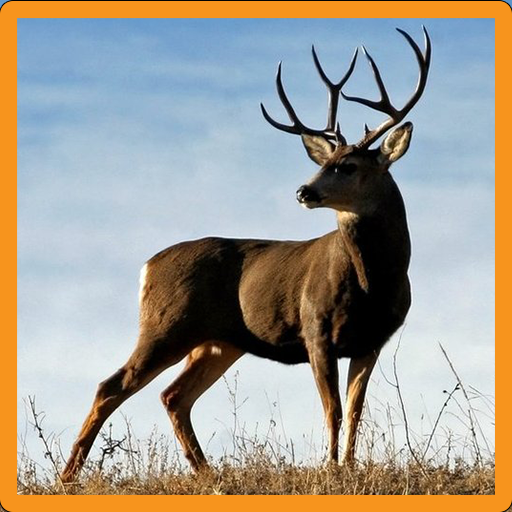 Deer Memory Game icon