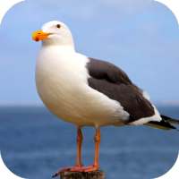 Seagull Sounds on 9Apps