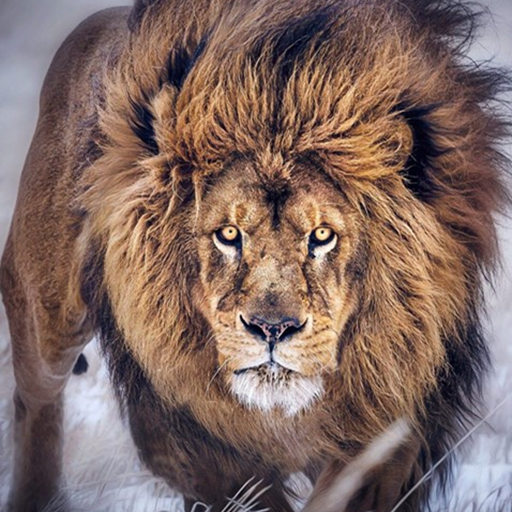 Lion Wallpapers icon
