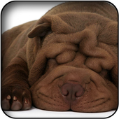 Brown wallpapers icon