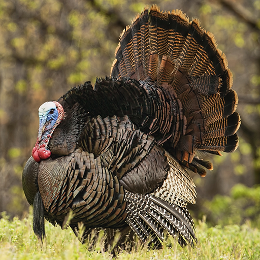 Turkey Calls - Ad Free icon