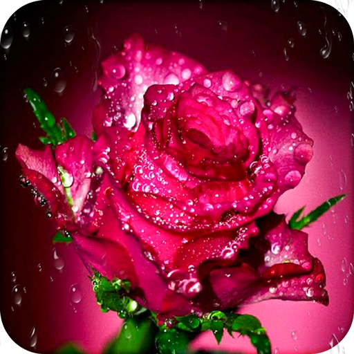 Rose Wallpaper HD icon