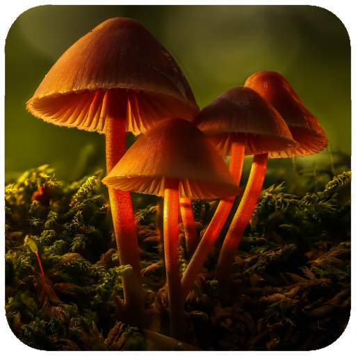 HD Mushroom Wallpaper icon
