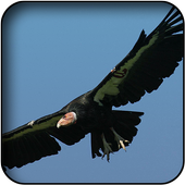 Condor wallpapers icon