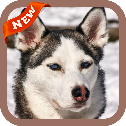 Husky Wallpaper icon