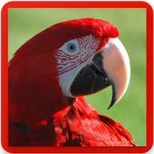 Macaw Parrot Bird Sound icon