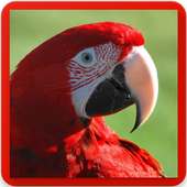 Macaw Parrot Bird Sound