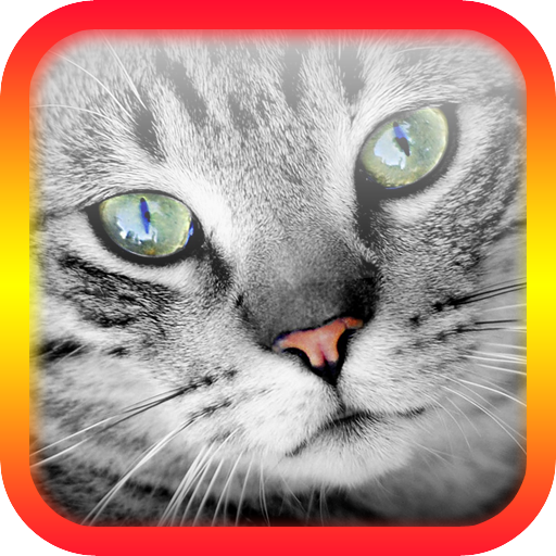 Translator for Cats Prank icon
