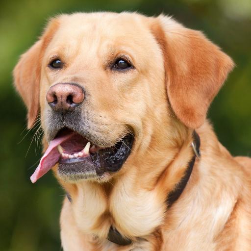 Dog Sounds - Dog Barking Ringtones icon