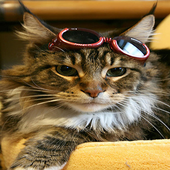 Cute Cat Wallpapers icon