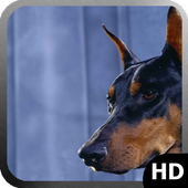 Doberman Dog Wallpaper أيقونة