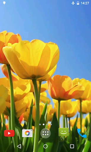 Tulips 4K Video Live Wallpaper screenshot 4