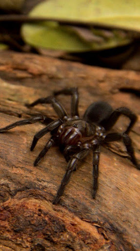 Spider Wallpapers screenshot 1