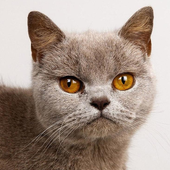 Burmese Cats Jigsaw Puzzles icon