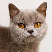 Burmese Cats Jigsaw Puzzles