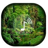 Rain sounds-Jungle on 9Apps