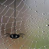 Creepy Spider e-Bobblehead icon