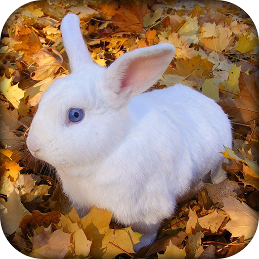 🐰 Rabbit Wallpaper 🐰 - Cute Rabbit Wallpaper 🐇 icon