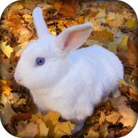 🐰 Rabbit Wallpaper 🐰 - Cute Rabbit Wallpaper 🐇 on 9Apps