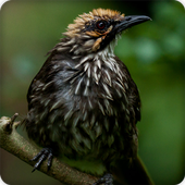 Strawheaded Bulbul Bird Call Sounds Ringtone icon